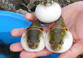 河鲀多少錢一只？河鲀多少錢一斤