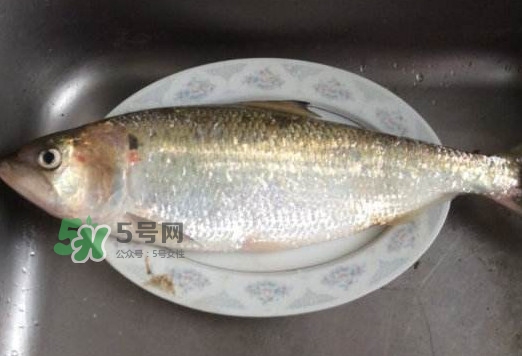 鰣魚怎么讀？鰣魚是什么魚