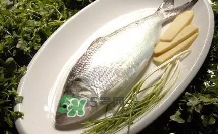 鰣魚的魚鱗能吃嗎？鰣魚為什么不去魚鱗