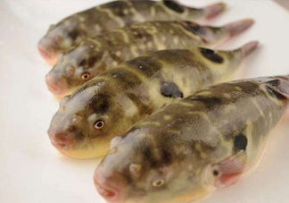 河鲀哪個部位有毒？河鲀哪個部位可以食用