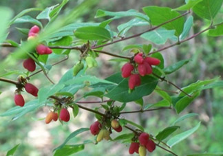 杈杷果能放時間長嗎？杈杷果怎么保存？