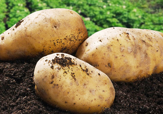 八月份可以種土豆嗎？八月份可以種馬玲薯嗎？