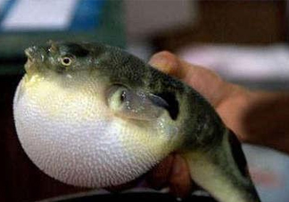 河鲀可以養(yǎng)嗎？河鲀有毒為什么還要吃