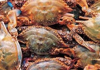 梭子蟹一只大概多重？梭子蟹一斤一般幾只？