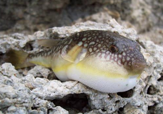 河鲀是淡水魚嗎？河鲀是哺乳動物嗎