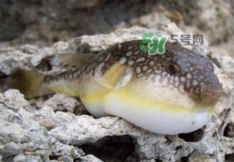 河豚究竟有多好吃？河豚最毒的部位是哪里