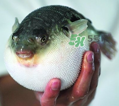 河鲀毒煮了還有毒嗎？怎樣去除河鲀的毒素