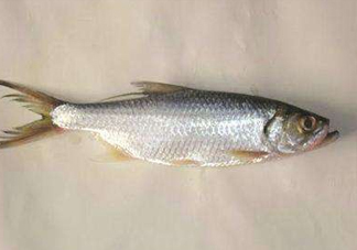 鰣魚怎么做好吃？鰣魚怎么處理