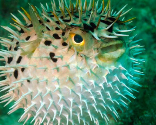 河鲀哪個部位有毒？河鲀哪個部位可以食用