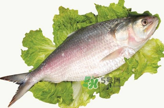 鰣魚什么時候最好吃？長江鰣魚什么上市