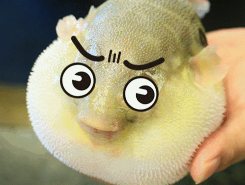 河豚怎么殺？河豚怎么處理