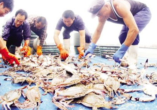 飛蟹多少錢一斤？飛蟹多少錢一斤2017？