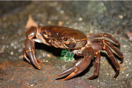 大閘蟹可以帶上飛機(jī)嗎？坐飛機(jī)可以帶大閘蟹嗎？