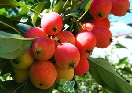 海棠果能直接吃嗎？海棠果可以吃嗎