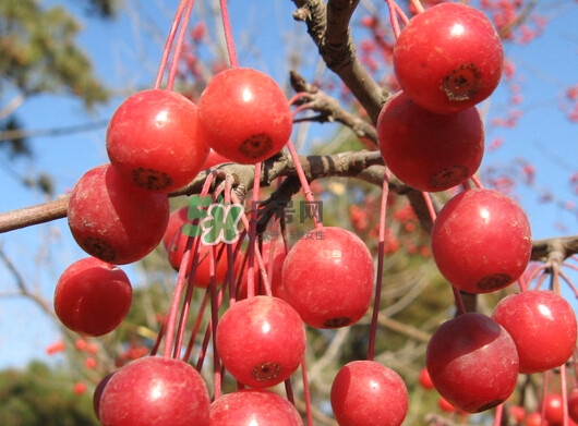 海棠果可以泡酒嗎？海棠果怎么做酒