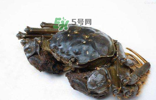 大閘蟹能活多久？大閘蟹可以活多久？