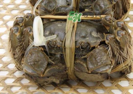 大閘蟹能活多久？大閘蟹可以活多久？