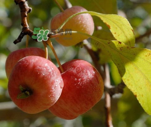 海棠果能減肥嗎？海棠果可以減肥嗎