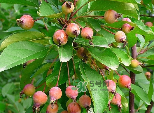 海棠果有什么功效？海棠果有什么作用
