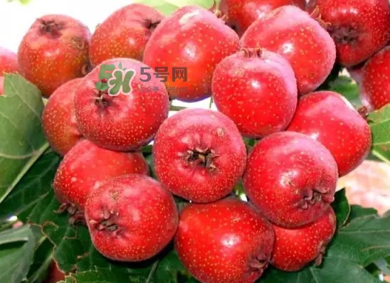 海棠果是山楂嗎？海棠果和山楂的區(qū)別