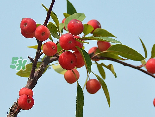 海棠果是不是小蘋果？海棠果和小蘋果的區(qū)別