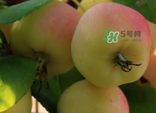 海棠果有什么功效？海棠果有什么作用