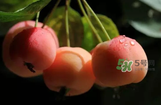 海棠果是山楂嗎？海棠果和山楂的區(qū)別