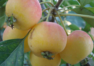 海棠果有什么功效？海棠果有什么作用