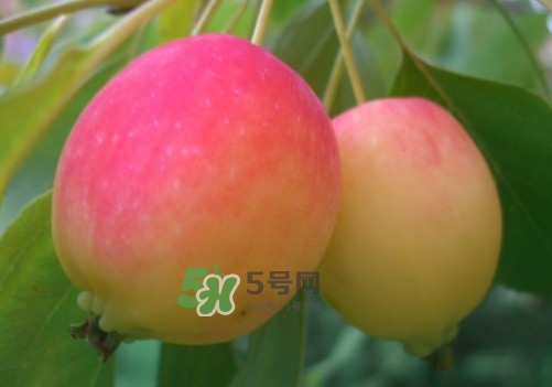 海棠果是不是小蘋果？海棠果和小蘋果的區(qū)別