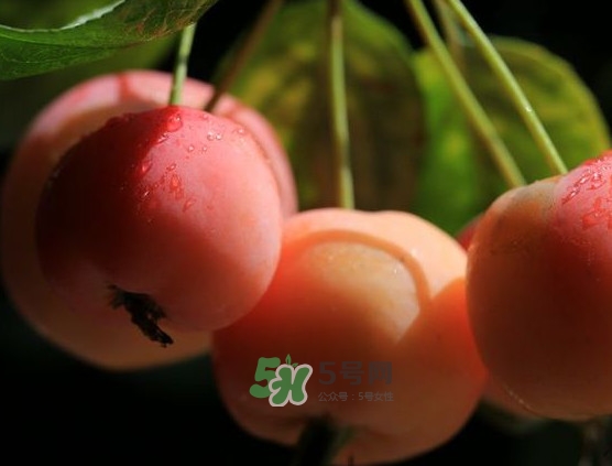 海棠果什么時候成熟？海棠果幾月份成熟