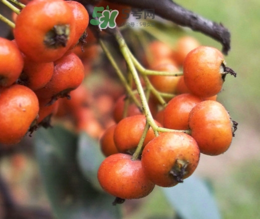 海棠果能減肥嗎？海棠果可以減肥嗎