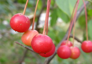 海棠果是山楂嗎？海棠果和山楂的區(qū)別