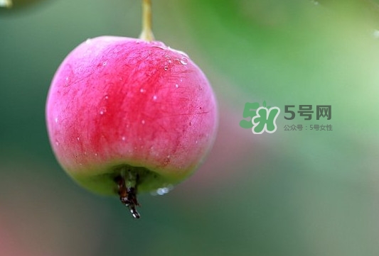 海棠果有什么功效？海棠果有什么作用