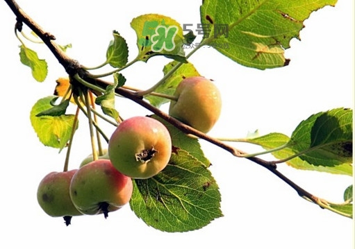 海棠果是不是小蘋果？海棠果和小蘋果的區(qū)別