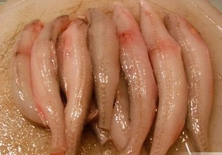 龍頭魚有刺嗎？龍頭魚有魚鱗嗎