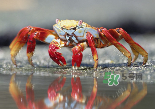海螃蟹什么時候最肥？海螃蟹什么季節(jié)最好吃？