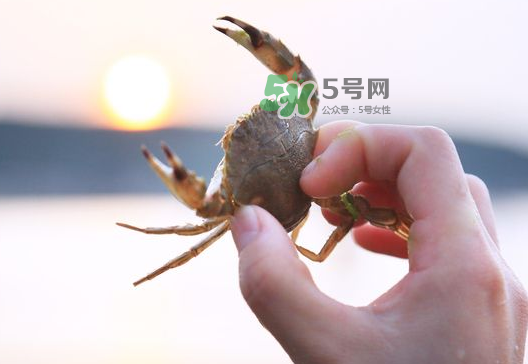 海螃蟹能冷凍保存嗎？海螃蟹放冰箱冷凍嗎？