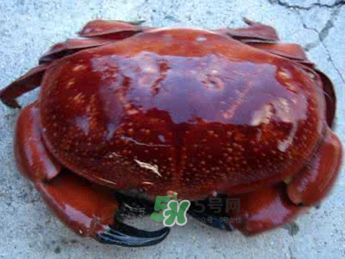 面包蟹可以直接蒸嗎？清蒸面包蟹怎么做？