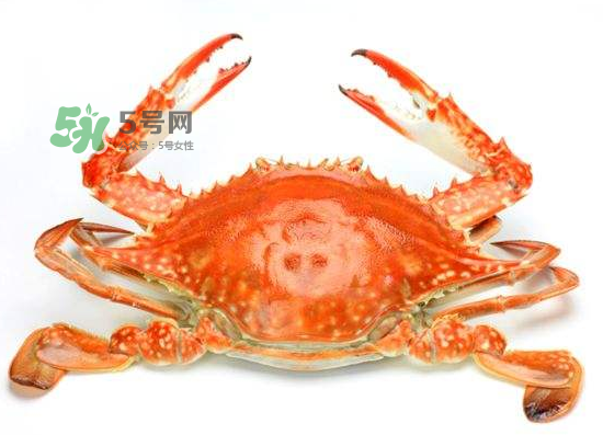 ?花蟹可以放冰箱嗎？花蟹怎么保存才新鮮？