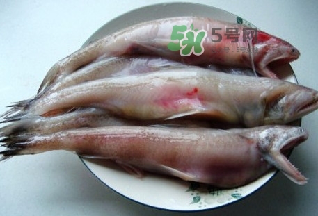 龍頭魚是什么魚？龍頭魚多少錢一斤？