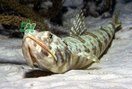 龍頭魚是海魚嗎？龍頭魚是海鮮嗎