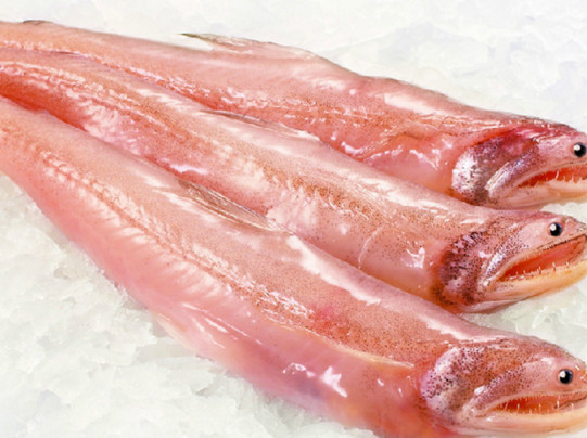 龍頭魚有刺嗎？龍頭魚有魚鱗嗎