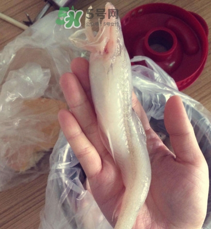 買龍頭魚怎么挑選？冰凍龍頭魚怎么去內臟