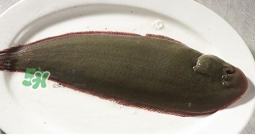 龍利魚多少錢一斤？龍利魚是什么魚