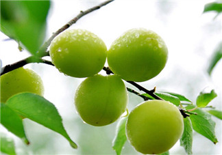 自制青梅酒的做法 青梅酒泡多久可以喝？