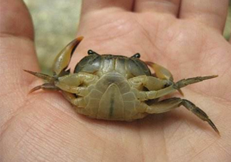 海螃蟹死了還能吃嗎？海螃蟹死了多久還能吃？