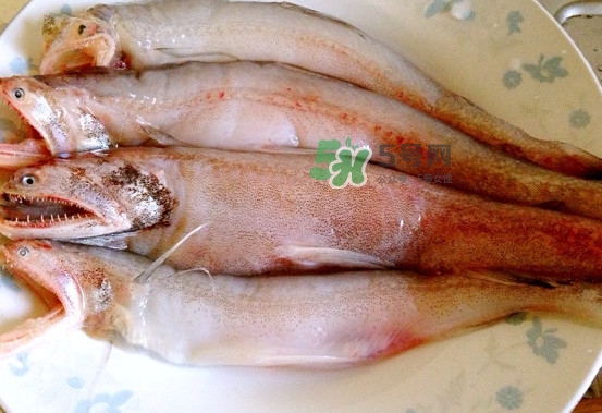 龍頭魚是什么魚？龍頭魚多少錢一斤？