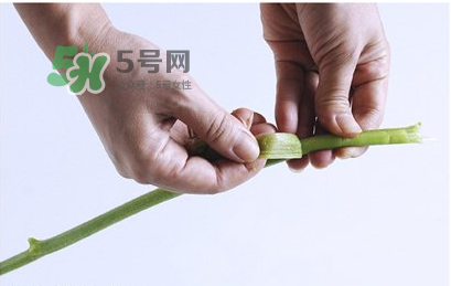 南瓜苗怎么做好吃？南瓜苗怎么撕？