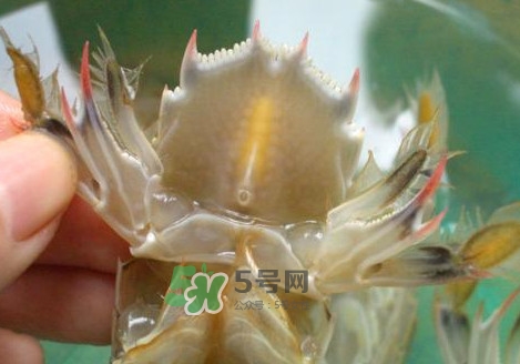 蝦蛄怎么吃？蝦蛄怎么做好吃？