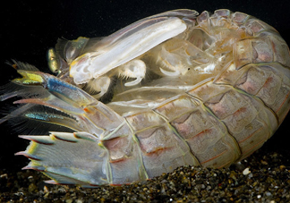 蝦蛄蝦殼怎么剝才好？蝦蛄怎么清洗